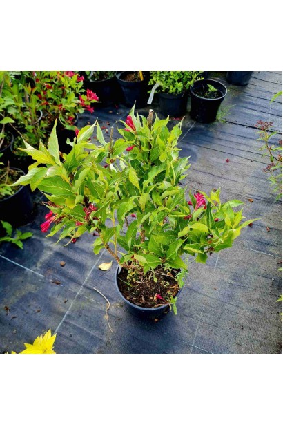 Вейгела гібридна Ред Принц - 3л/вис.40-60см/Ø15-25см